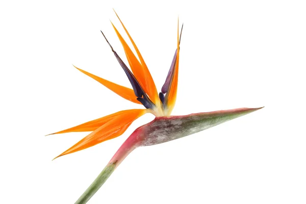 Beyaz arka plan üzerinde STERLİÇYA Viktorya (cennet kuşu)