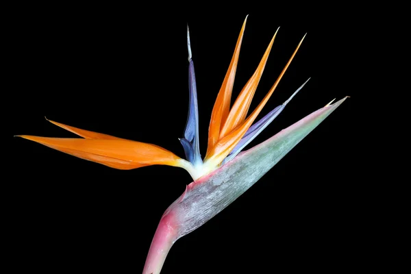 Strelitzia reginae (oiseau du paradis) sur fond noir — Photo