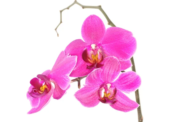 Orchidea viola (Phalaenopsis) isolata su sfondo bianco — Foto Stock