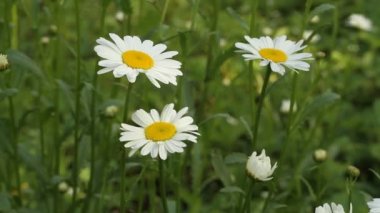 Papatya yeşil çim karşı