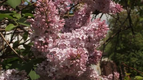 Квітучий бузковий кущ мерехтить на вітрі — стокове відео