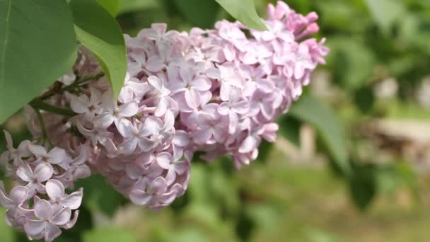 Floreciente arbusto lila parpadea en el viento — Vídeo de stock