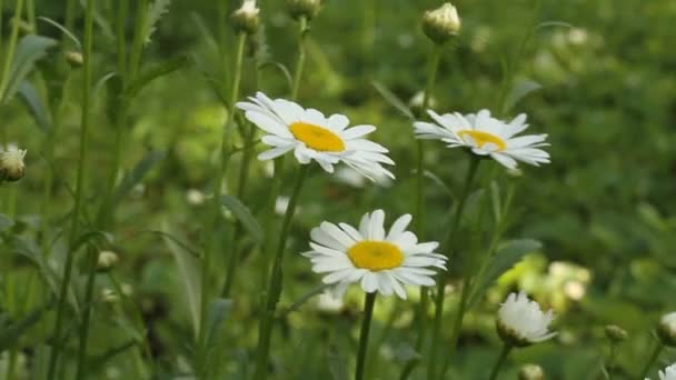 Daisy ellen zöld fű — Stock videók
