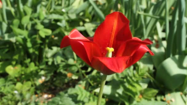 Червоний тюльпан проти зеленої трави — стокове відео