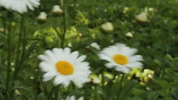 Gänseblümchen gegen grünes Gras — Stockvideo