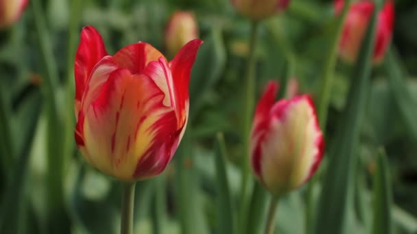 Rode tulpen tegen groen gras — Stockvideo