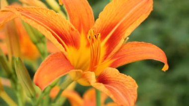 Turuncu gün lily çiçek yeşil çim arka plan