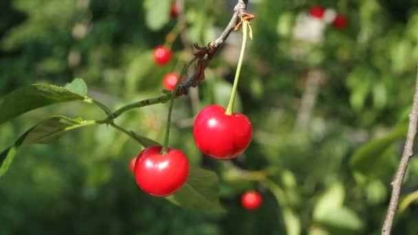 Cerezas maduras en el árbol — Vídeos de Stock