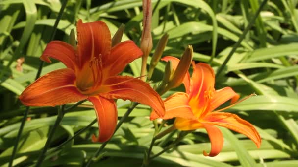 Oranje dag lily bloemen tegen groen gras achtergrond — Stockvideo