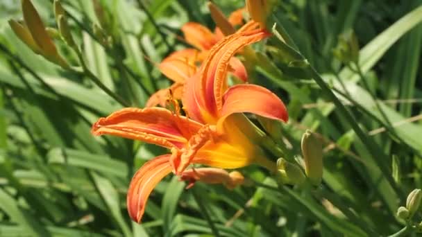 オレンジ色の日のユリの花を背景に緑の草 — ストック動画