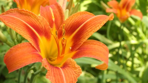 Orange dag lily blommor mot grönt gräs bakgrund — Stockvideo