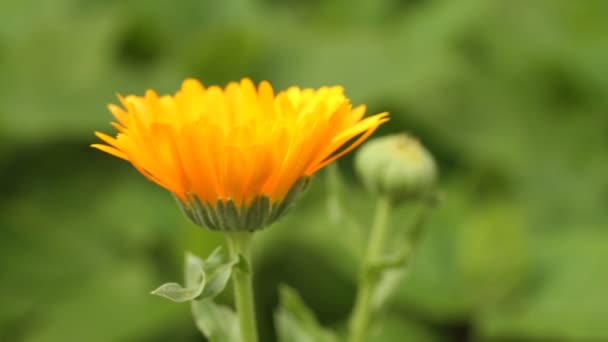 Marigold (Calendula) mot grönt gräs bakgrund — Stockvideo