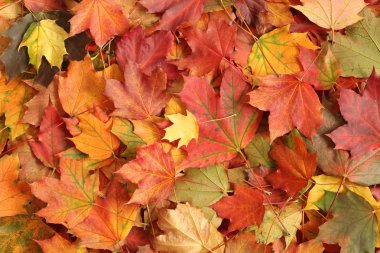 Arka plan sonbahar yaprakları - kurutulmuş akçaağaç yaprakları