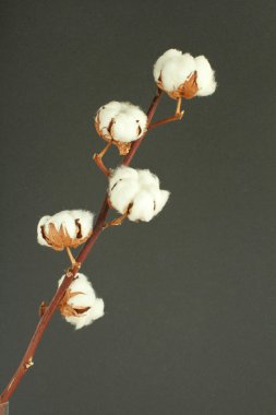 Koyu gri arka plan üzerinde pamuk çalı