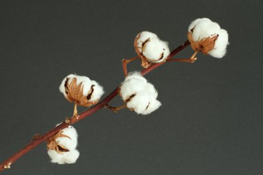 Koyu gri arka plan üzerinde pamuk çalı