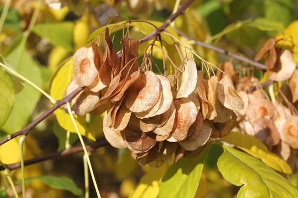 Automne - feuilles vertes et jaunes et fruits clés sur frêne — Photo