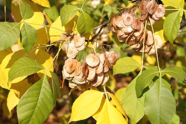 Automne - feuilles vertes et jaunes et fruits clés sur frêne — Photo