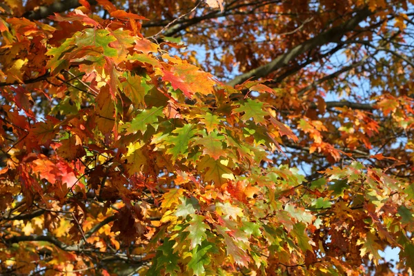 Herfst - geel, groen en oranje eikenbladeren flikkeren in de wind — Stockfoto