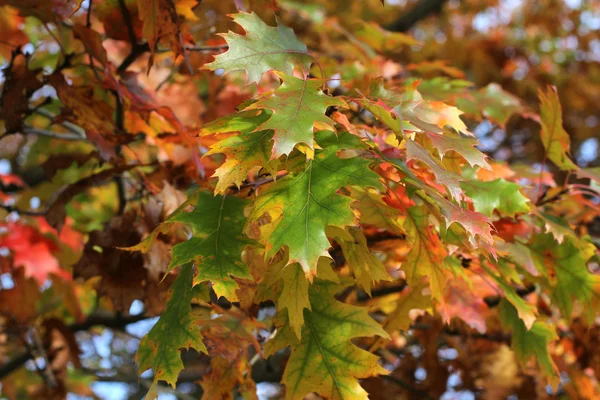 Herfst - geel, groen en oranje eikenbladeren flikkeren in de wind — Stockfoto