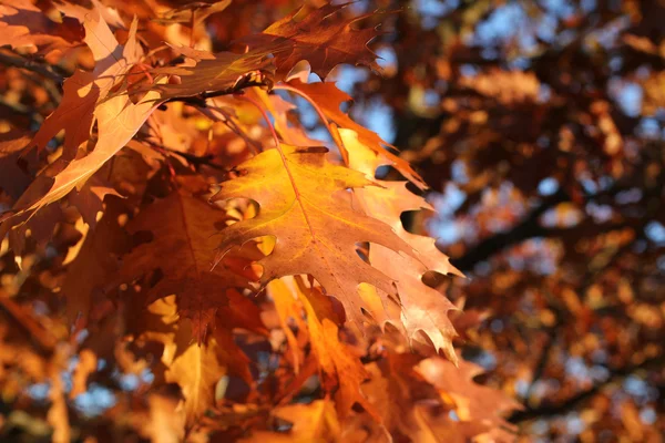 Herfst - gele en oranje eikenbladeren flikkeren in de wind — Stockfoto