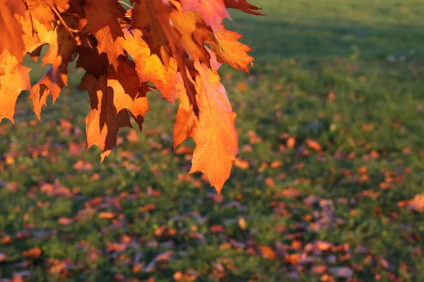 Herfst - tak met gele en oranje eikenbladeren tegen gras achtergrond — Stockfoto