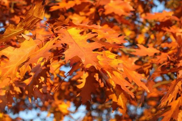 Herfst - gele en oranje eikenbladeren flikkeren in de wind — Stockfoto