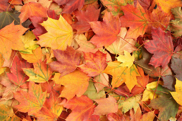 Autumn leaves background - dried maple leaves