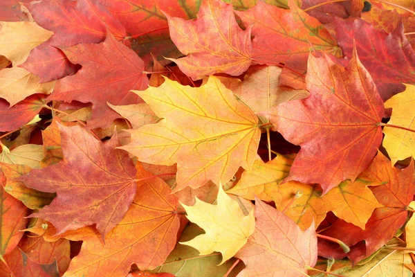 Herfstbladeren achtergrond - gedroogde esdoorn bladeren — Stockfoto