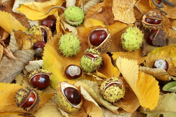 Fondo foglie autunnali - foglie secche e ippocastani — Foto Stock