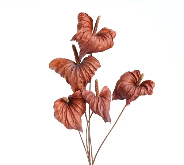 Suszone kwiaty Anturium na białym tle — Zdjęcie stockowe
