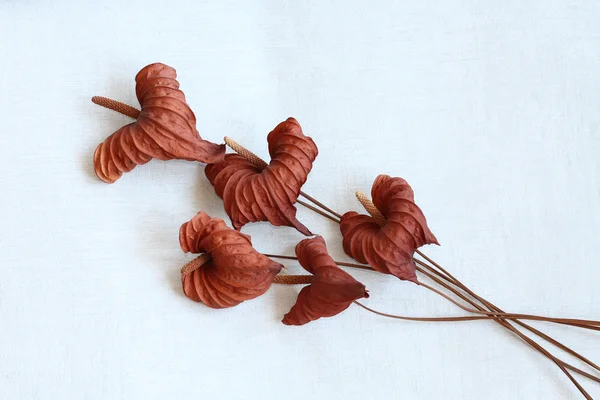Suszone kwiaty Anturium na tle konkretnych — Zdjęcie stockowe