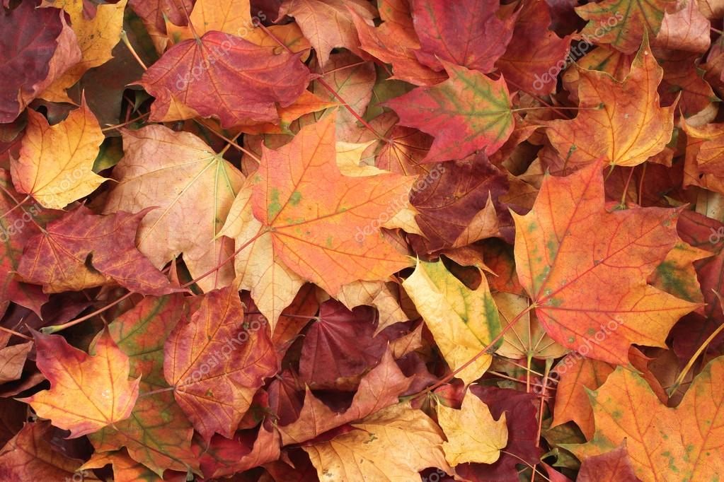 Autumn Leaves Background Dried Maple Leaves Stock Photo Image By C M Photographer Autumn Leaves Background Dried Maple Leaves Stock Photo Image By C M Photographer