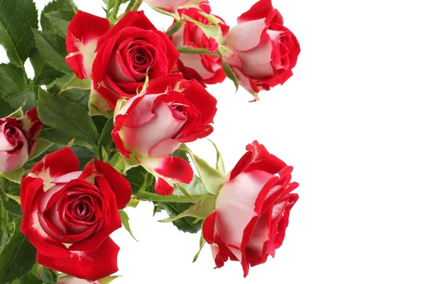 Beyaz arka plan üzerinde izole küçük kırmızı gül buketi