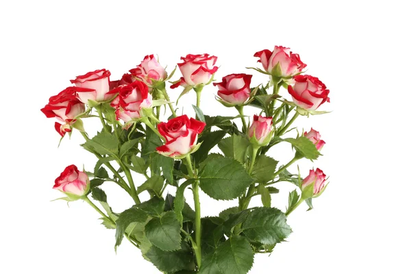 Beyaz arka plan üzerinde izole küçük kırmızı gül buketi