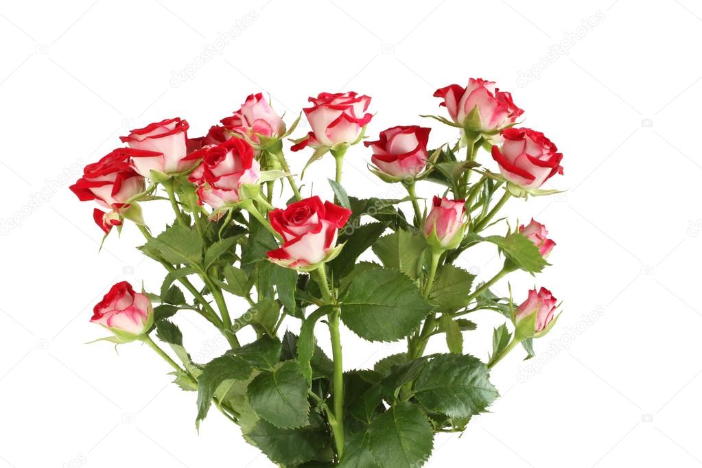 Bouquet of small red roses isolated on white background