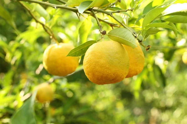 Yuzu - arbusto de limão japonês — Fotografia de Stock