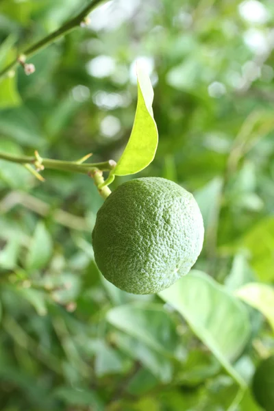 Onvolwassen groene Yuzu fruit op Japanse citroen bush — Stockfoto