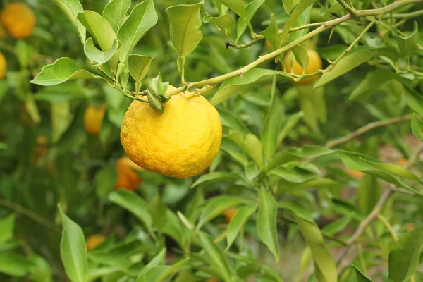 Yuzu - Japon limon bush üzerinde olgunlaşmış sarı meyve 