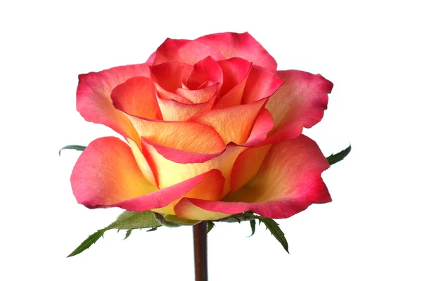 Kırmızı kenarlı yaprakları sarı gül