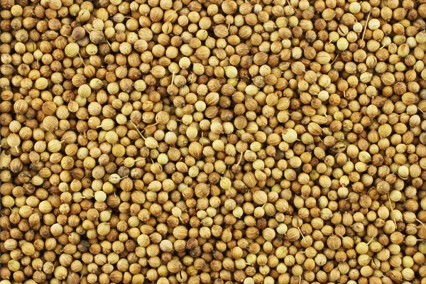 Tło nasiona kolendry — Darmowe zdjęcie stockowe