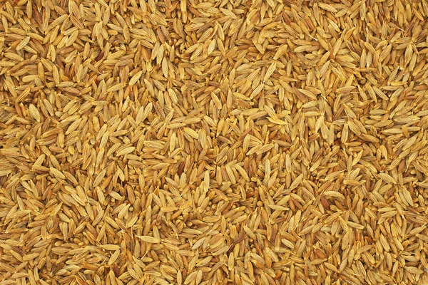 Cumin seeds background — Stock Photo, Image