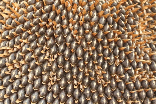 Ripe seeds in sunflower. Closeup — Stock Photo, Image