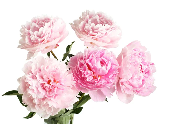 Strauß rosa Pfingstrosen auf weißem Hintergrund — Stockfoto