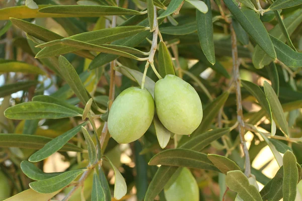 Olive tree branch — Stock Photo, Image