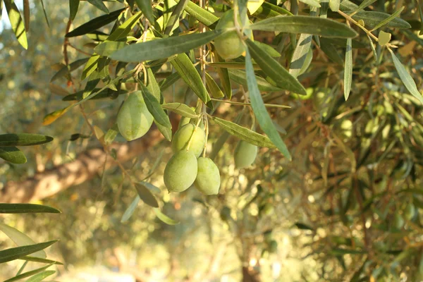 zeytin ağacı dalı