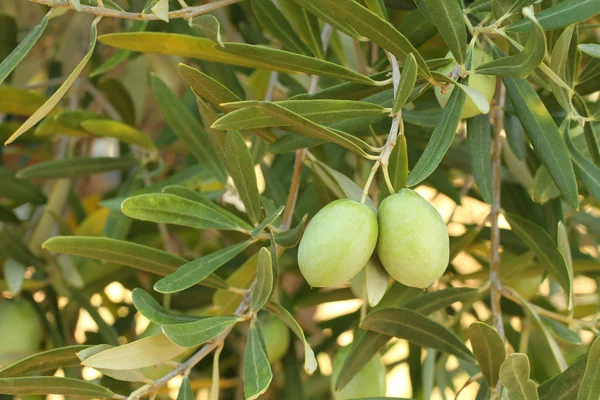 Оливковое дерево — стоковое фото