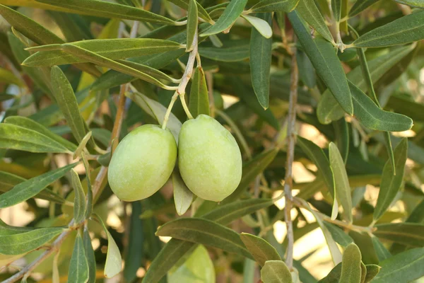 Oliventrær – stockfoto