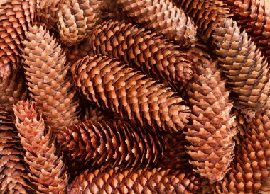 Çam kozalakları arka planı