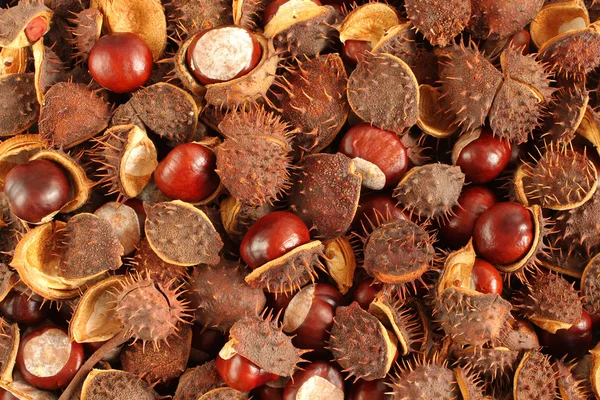 Autumn background - dry horse chestnuts — Stock Photo, Image