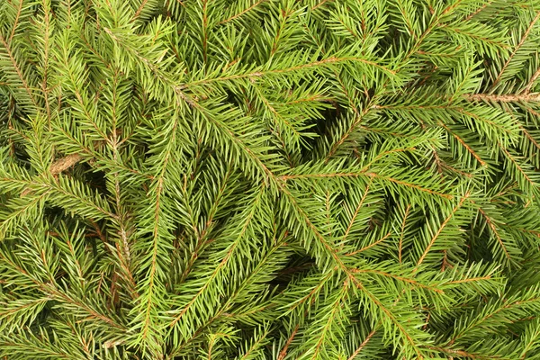 Green spruce twigs background — Stock Photo, Image